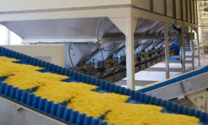 Silozellen Austragung